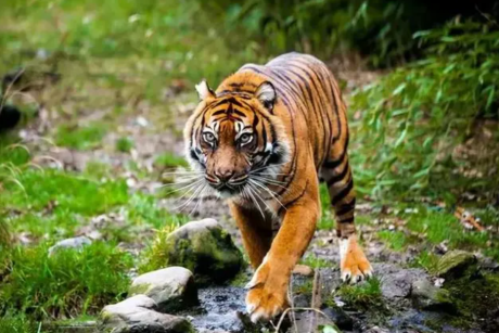 South China Tiger
